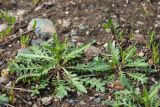 Chorispora sibirica