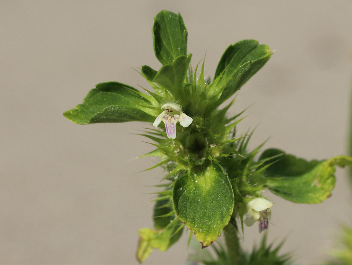 Image of Galeopsis bifida specimen.