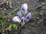 Crocus chrysanthus