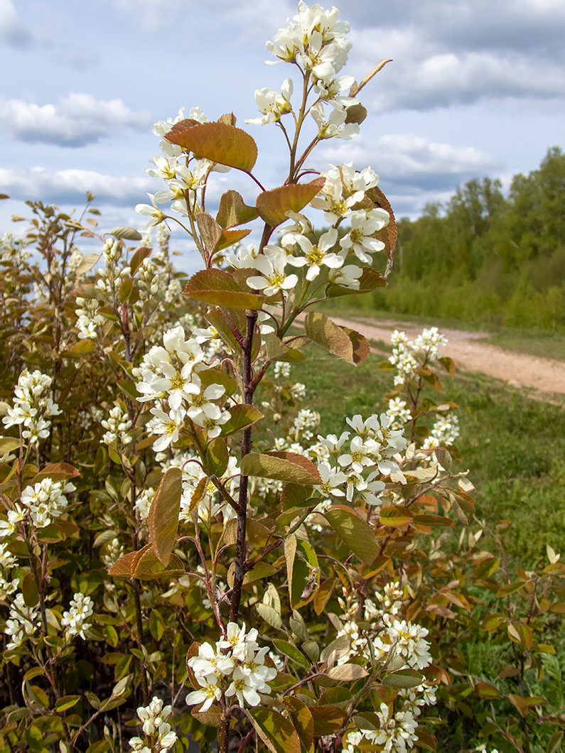Изображение особи Amelanchier spicata.