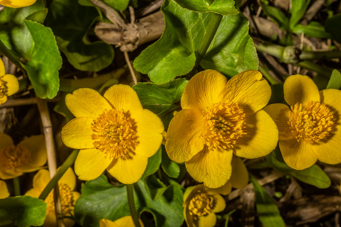 Изображение особи Caltha palustris.