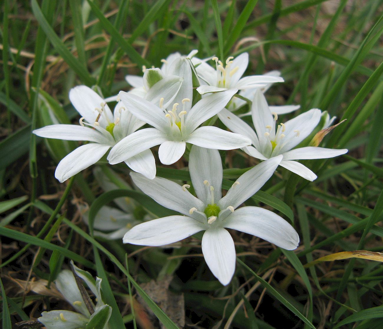 Изображение особи Ornithogalum refractum.