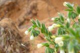 Onosma setosa