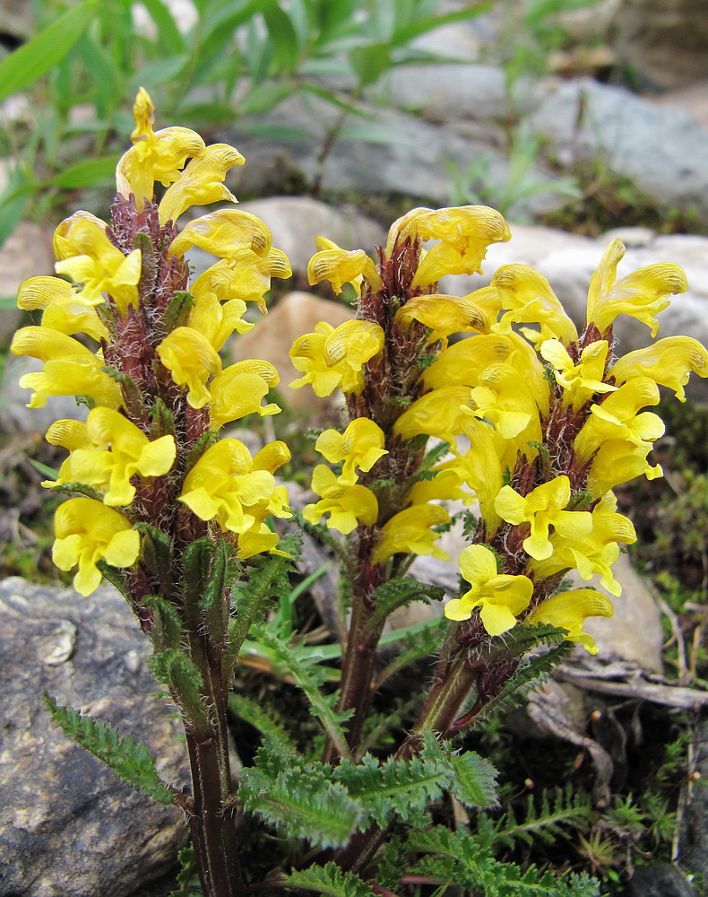 Изображение особи Pedicularis oederi.