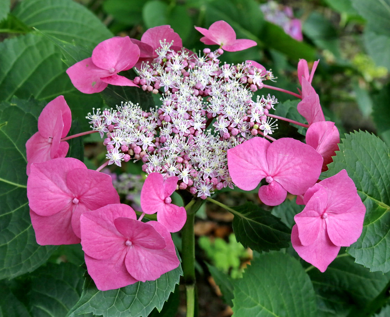 Image of genus Hydrangea specimen.