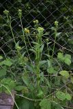 Picris hieracioides