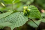 Corylus avellana