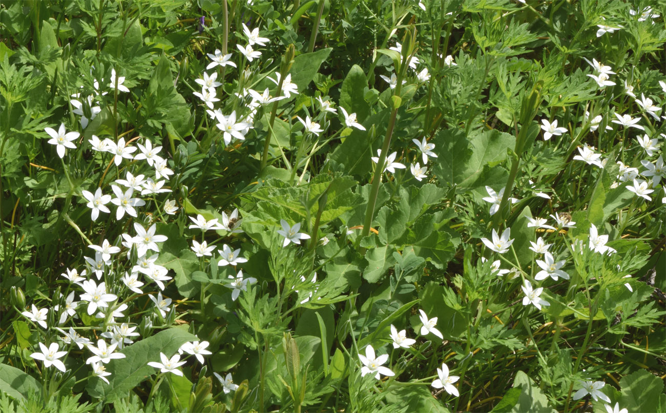Изображение особи род Ornithogalum.