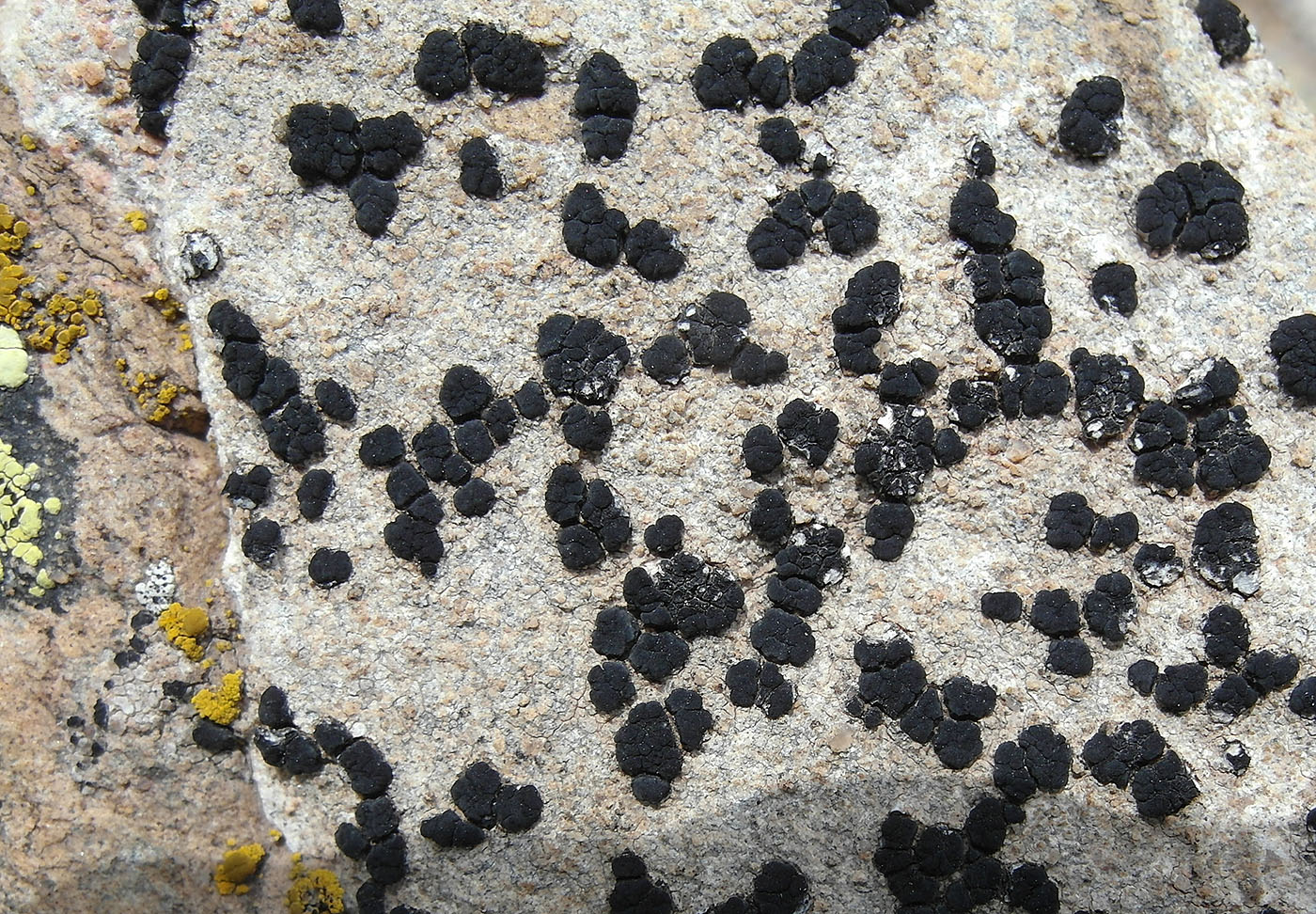Изображение особи Lecidea paratropoides.