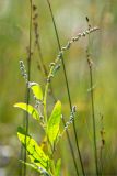 семейство Chenopodiaceae