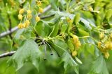 Acer turkestanicum