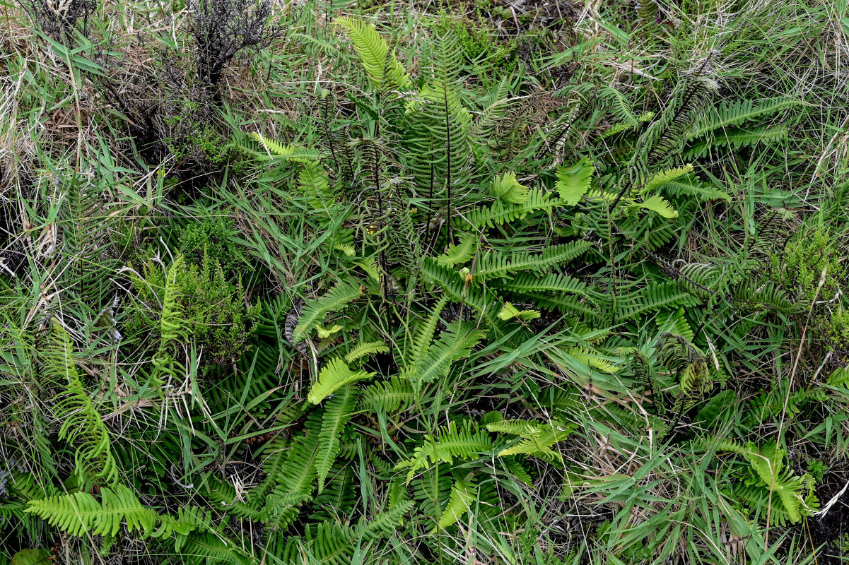Изображение особи Blechnum spicant.