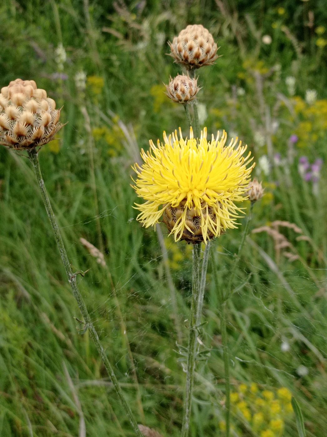 Изображение особи Centaurea orientalis.