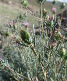 Изображение особи. Автор - Александр Эбель