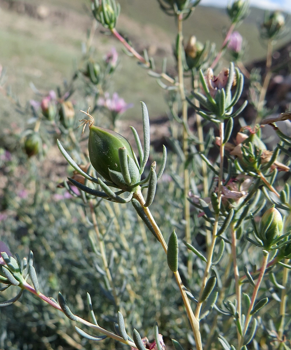 Изображение особи Reaumuria cistoides.