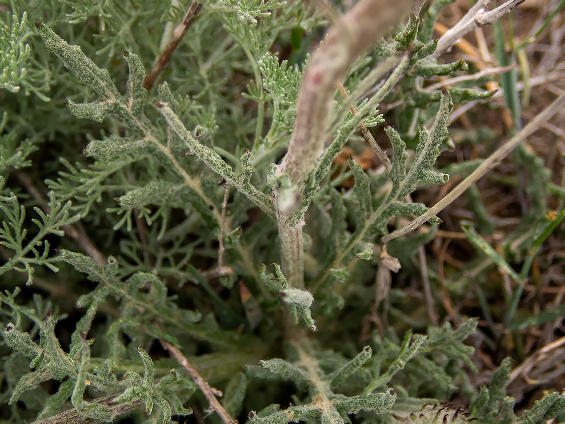 Image of Jurinea roegneri specimen.