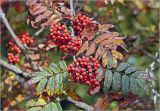 Sorbus aucuparia. Соплодие с созревшими плодами и листьями в осеннем окрасе. Московская обл., Раменский р-н, окр. дер. Хрипань, садовый участок. 08.09.2025.