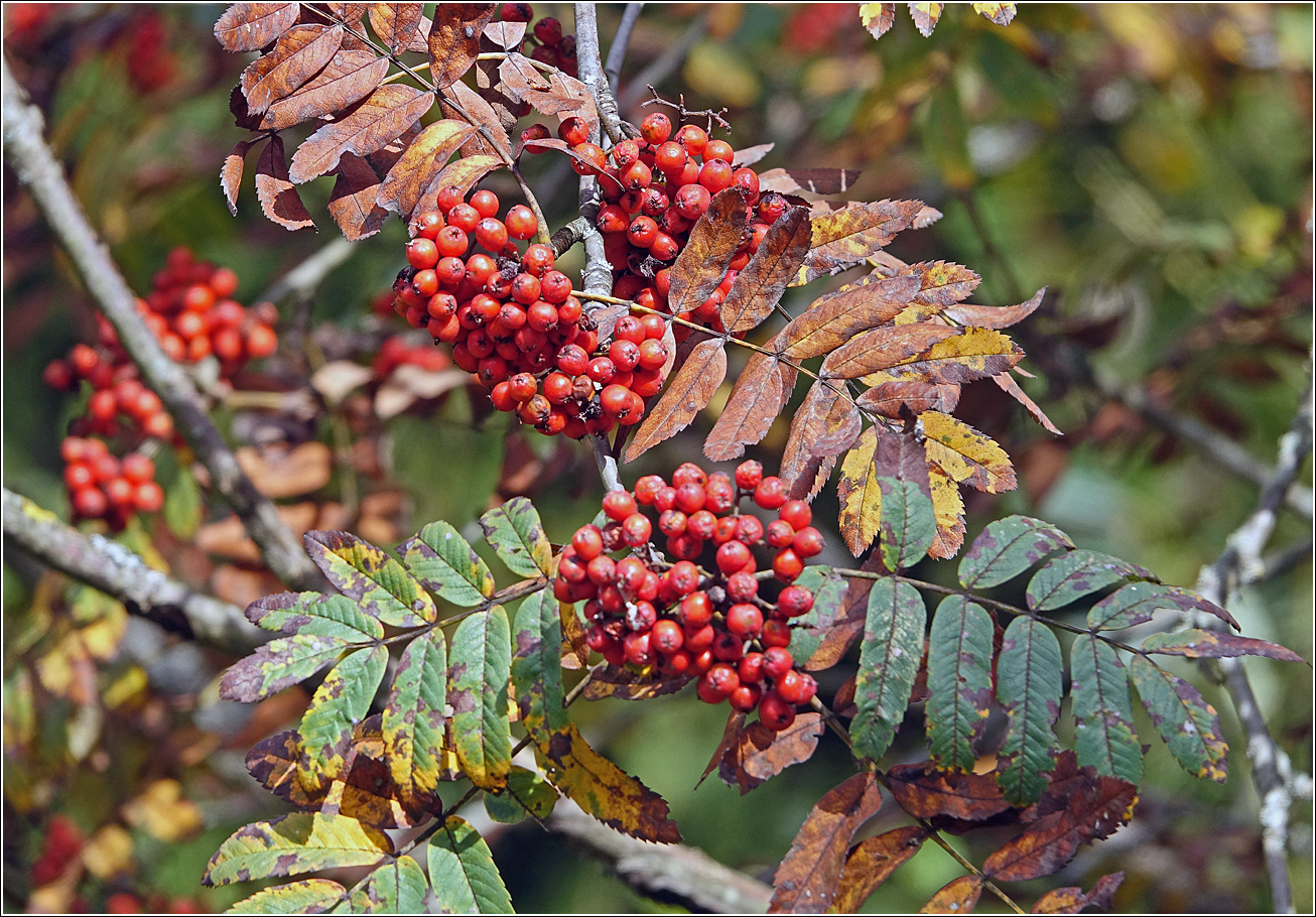 Image of Sorbus aucuparia specimen.