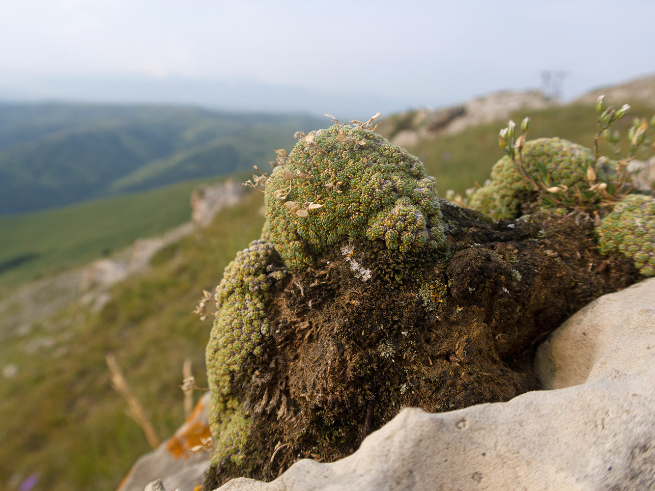 Изображение особи Draba bryoides.