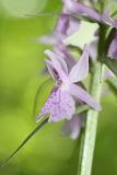 Dactylorhiza urvilleana