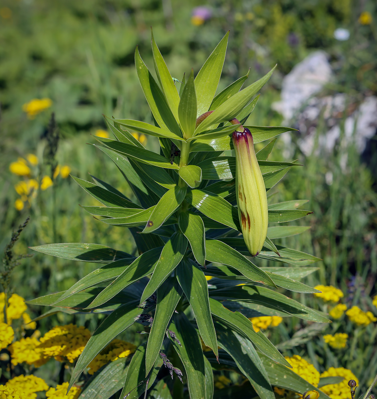 Изображение особи род Lilium.