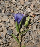 unknown species. Верхушка сорванного цветущего растения. Турция, ил Хаккяри, окр. ур. Кёпрюлю, выс. 1000 м н.у.м., каменистый грунт. 25 мая 2025 г.