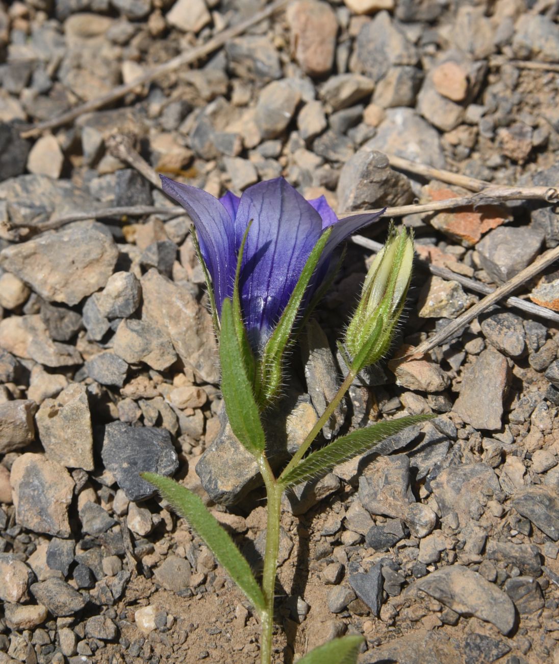 Image of familia Campanulaceae specimen.