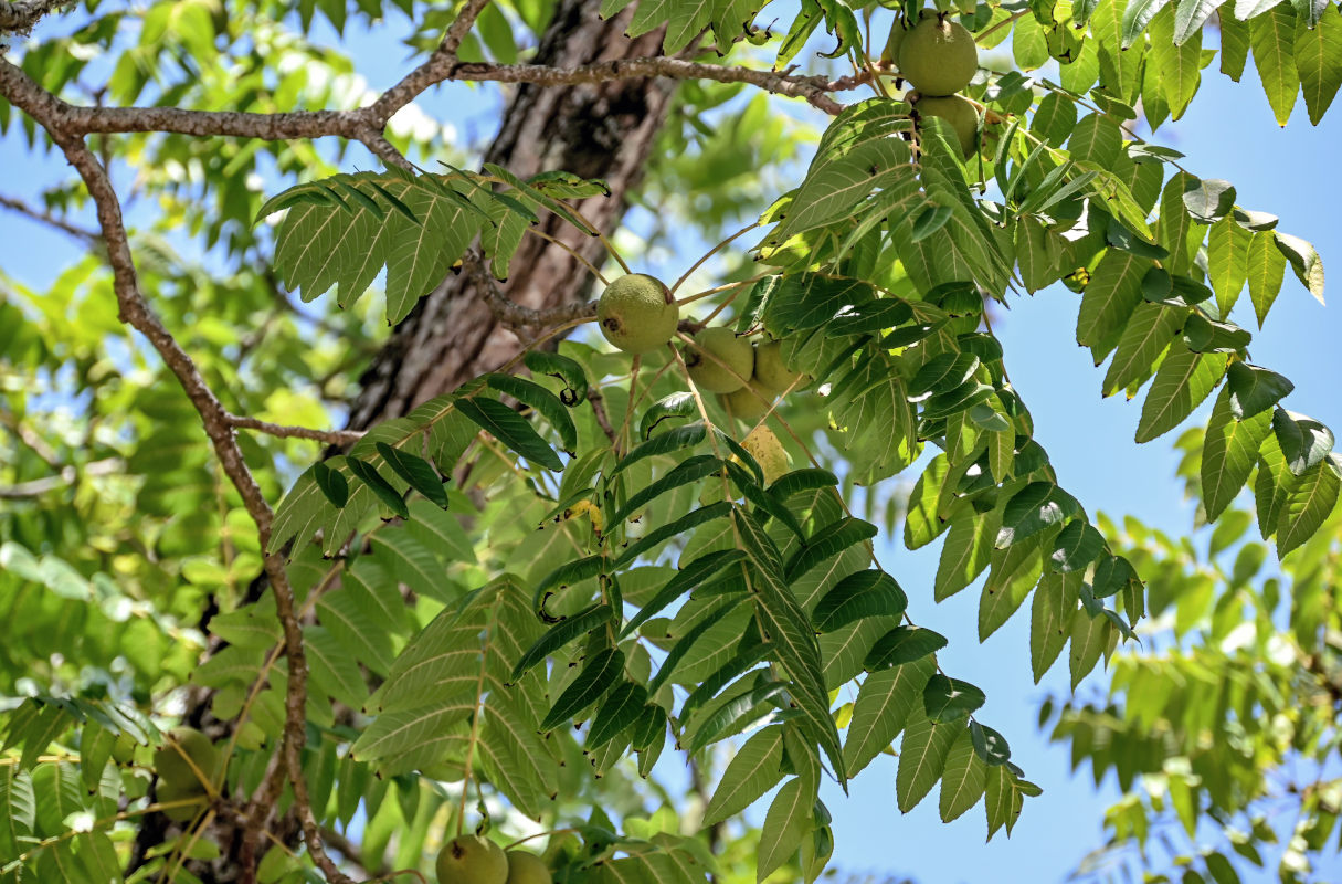 Image of Juglans nigra specimen.