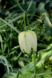 Fritillaria pallidiflora. Цветок. Белгородская обл., пос. Ракитное, ул. Сосновая, 2, в культуре. 28 апреля 2022 г.