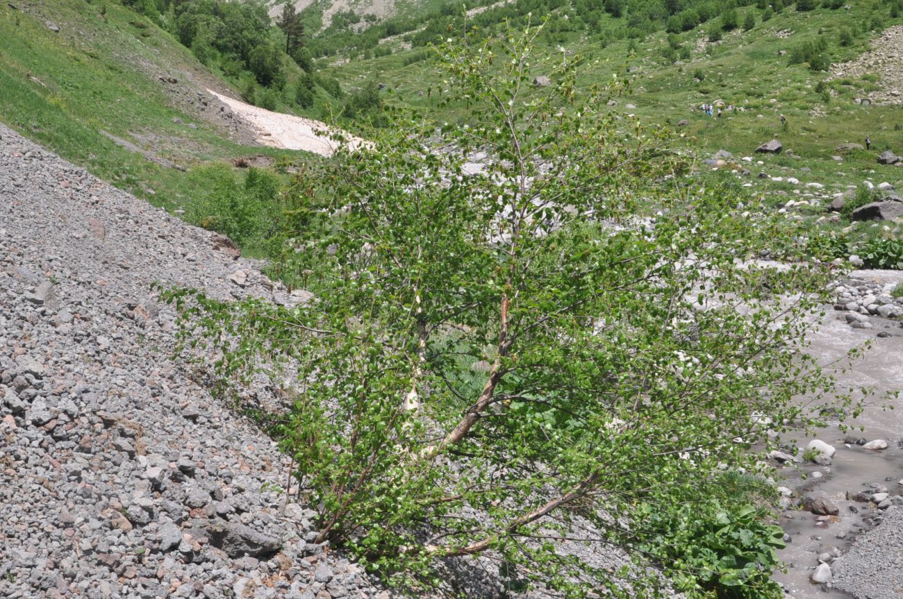 Изображение особи Betula litwinowii.