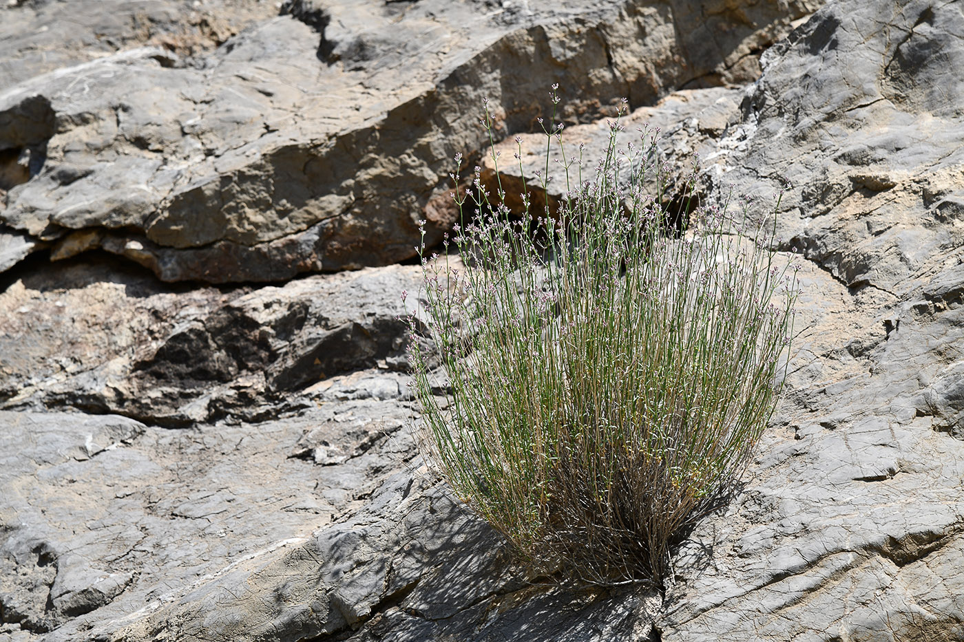 Image of Asperula oppositifolia specimen.