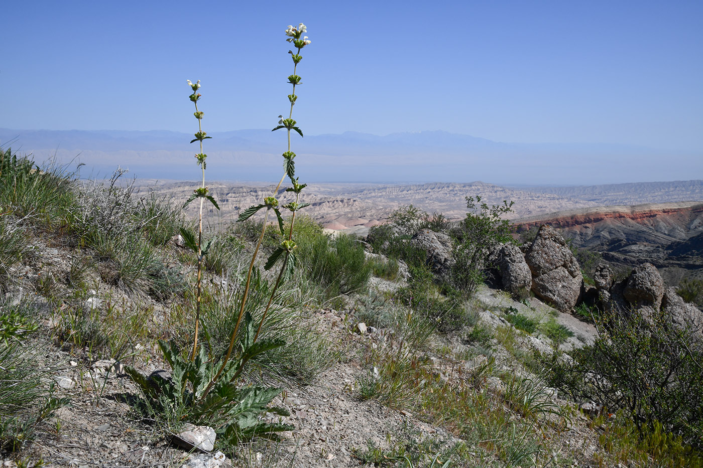 Изображение особи род Phlomoides.