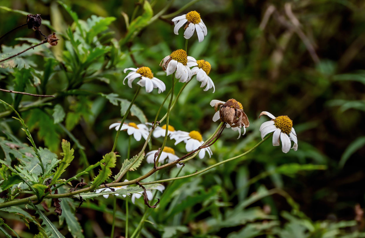 Изображение особи Argyranthemum pinnatifidum.