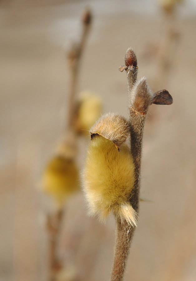 Image of Salix lanata specimen.