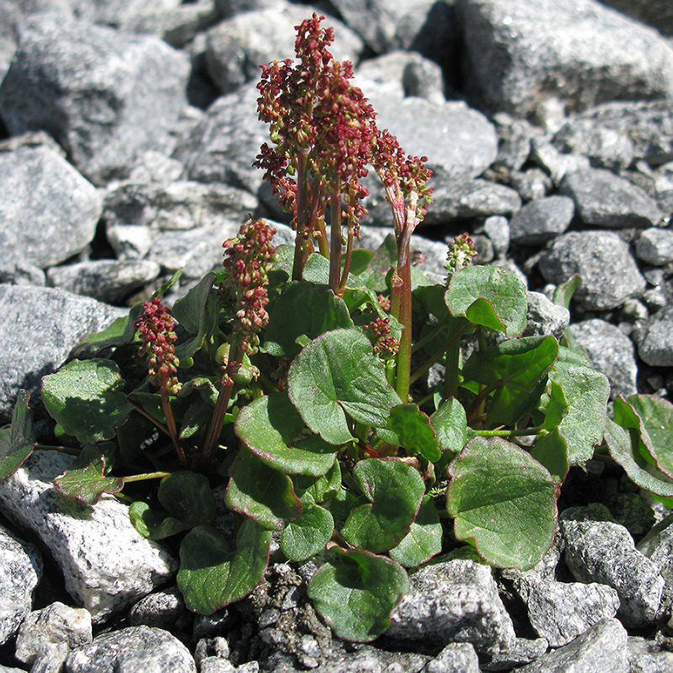 Image of Oxyria digyna specimen.