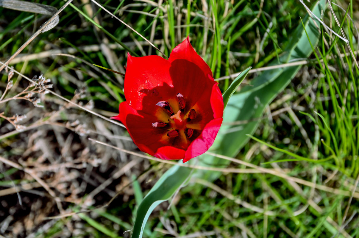 Image of Tulipa suaveolens specimen.