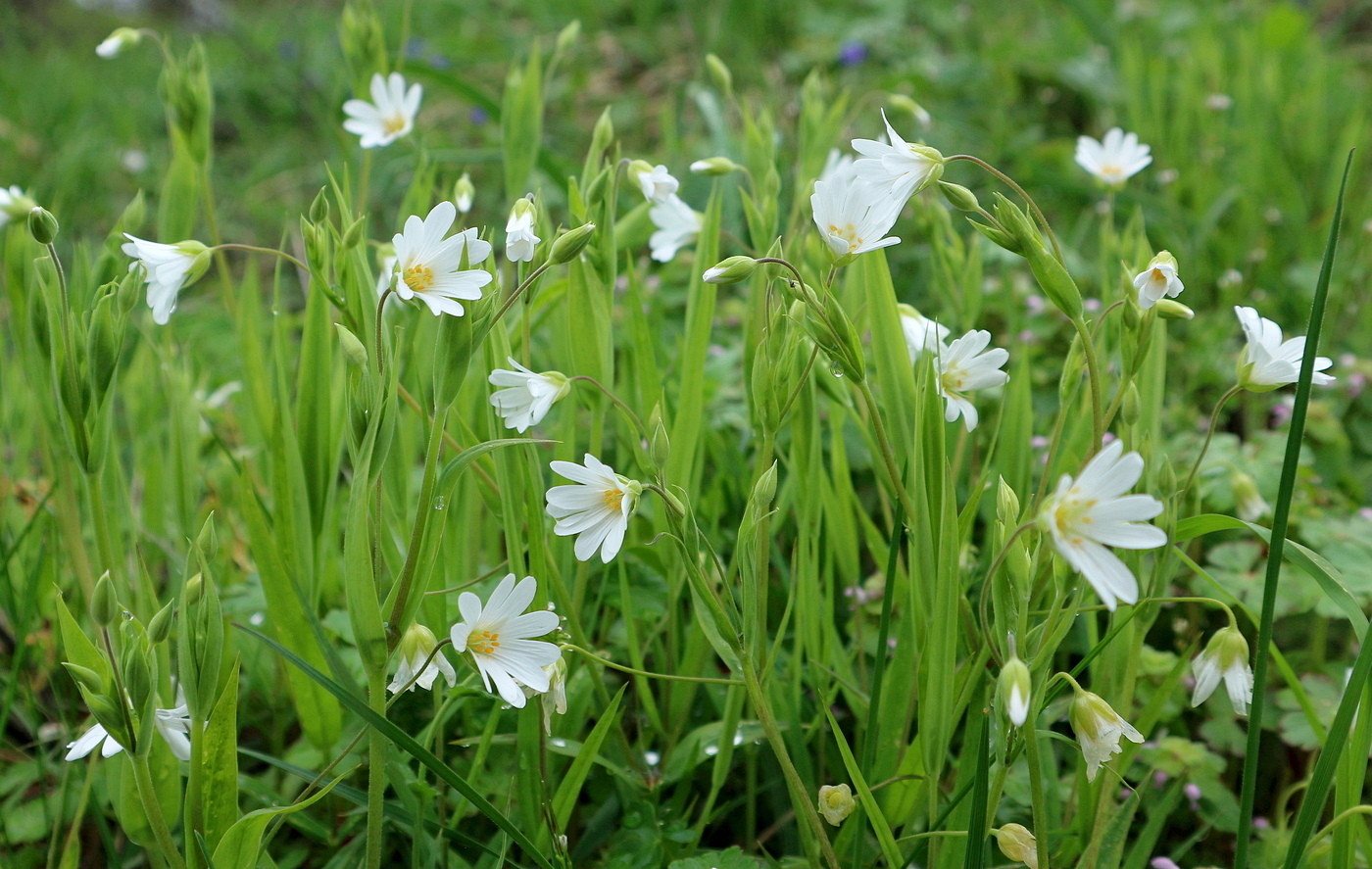 Изображение особи Неопознанный вид.