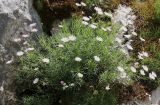 Kemulariella rosea. Цветущее растение. Дагестан, Гунибское плато, ок. Царской тропы, в расщелине на скале. 27.06.2025.