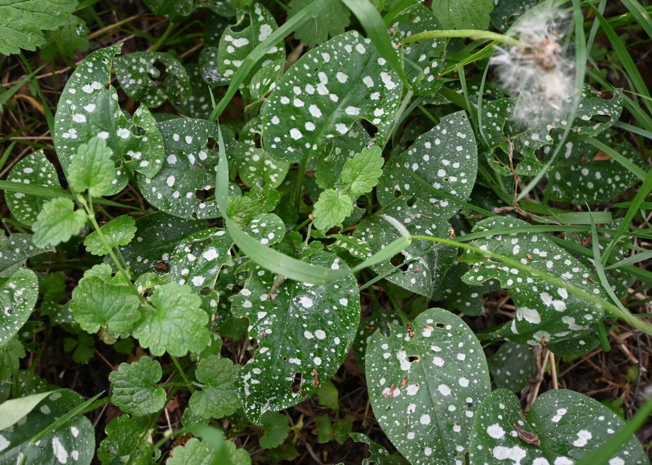 Image of Unknown species specimen.