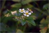 Fragaria vesca. Цветущее растение. Московская обл., Раменский р-н, окр. ж.-д. платформы Хрипань, просека в смешанном лесу. 04.06.2026.