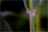 Phragmites australis. Часть стебля с креплением листа. Московская обл., Раменский р-н, окр. дер. Хрипань, садовый участок. 03.06.2026.