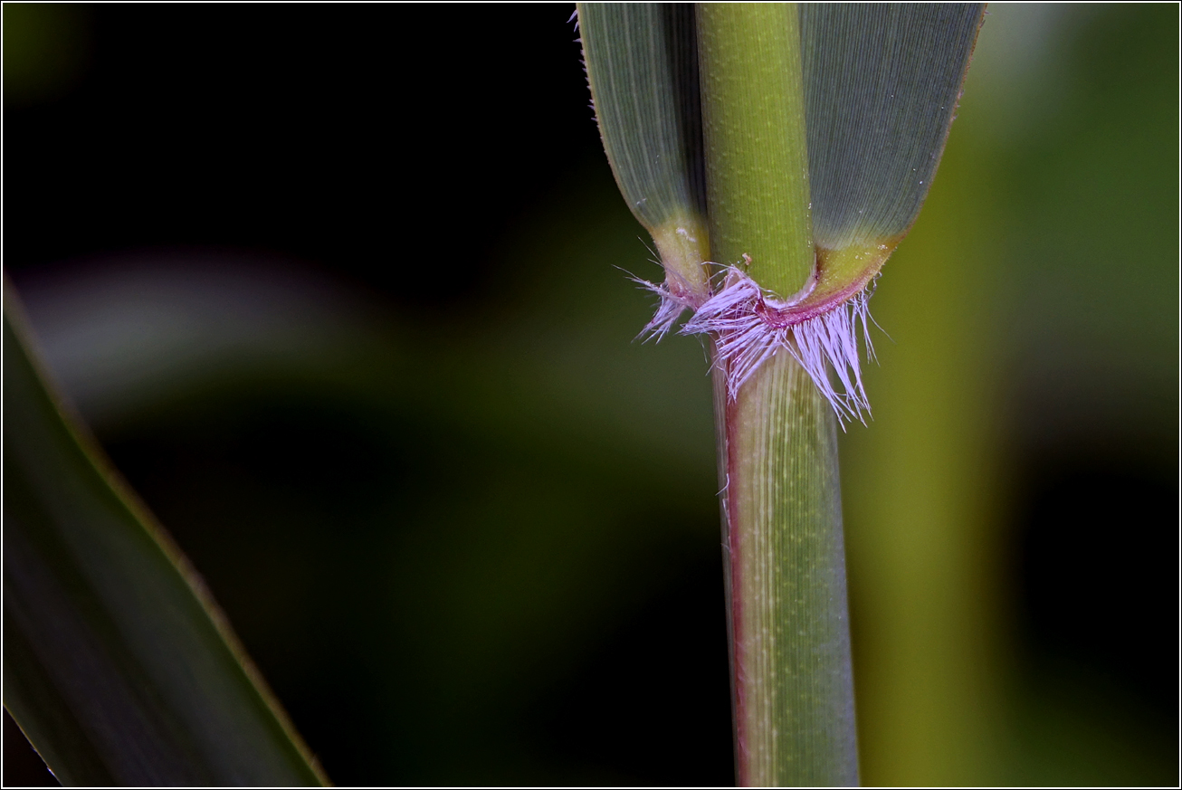 Изображение особи Phragmites australis.