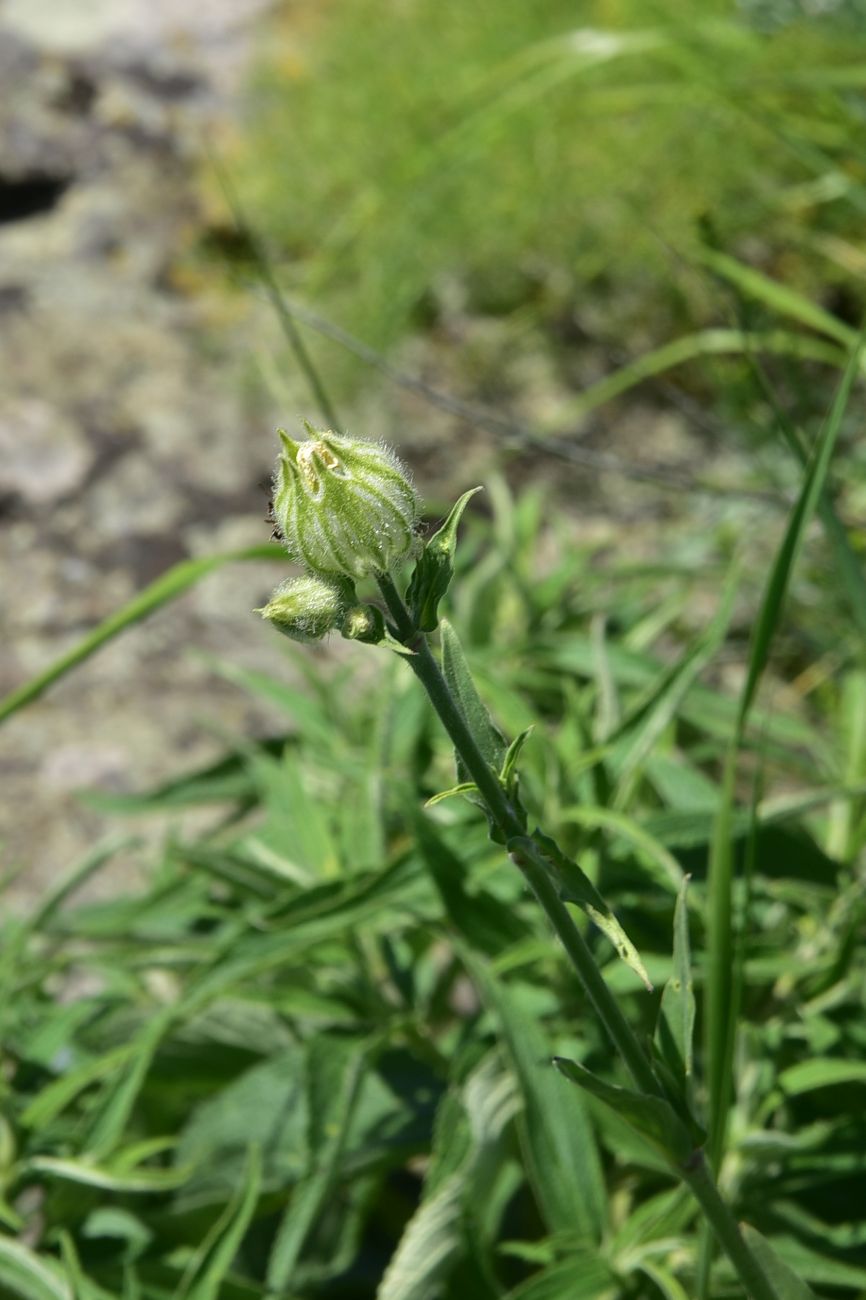 Image of Melandrium latifolium specimen.