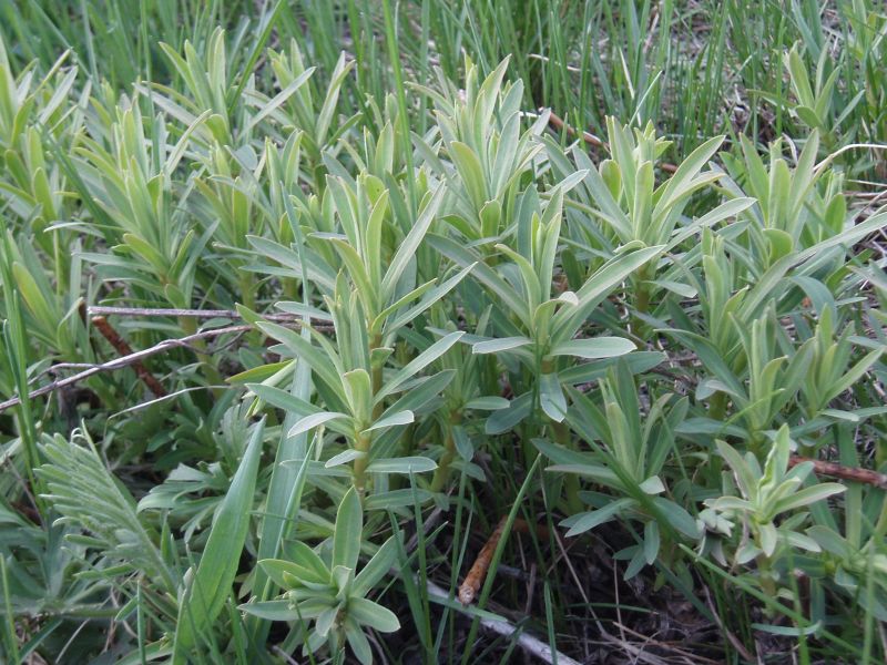 Изображение особи Euphorbia stepposa.