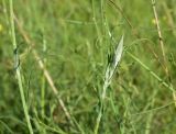 genus Tragopogon