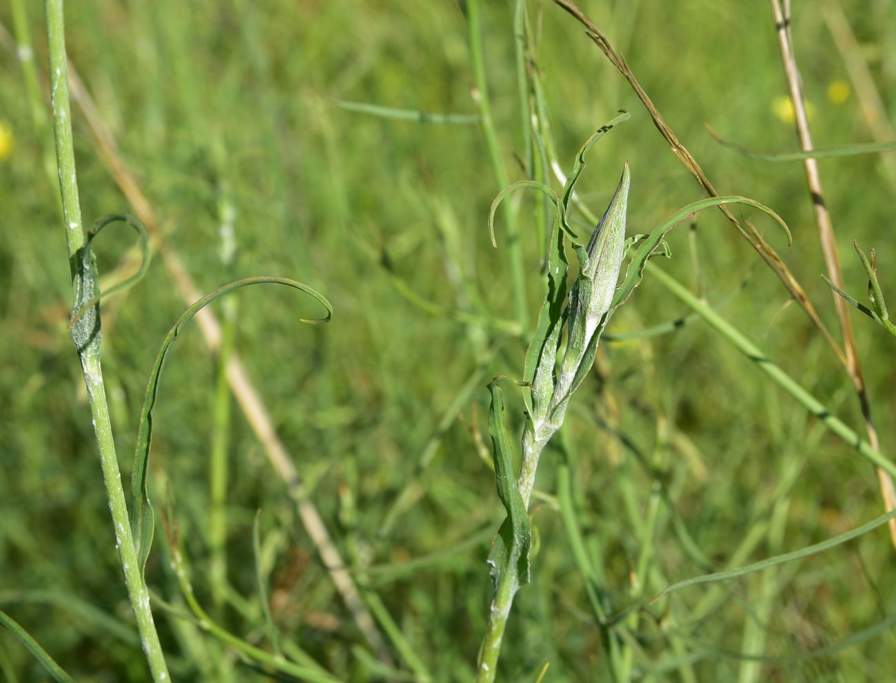 Image of genus Tragopogon specimen.