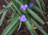 Смотреть изображение Tradescantia virginiana