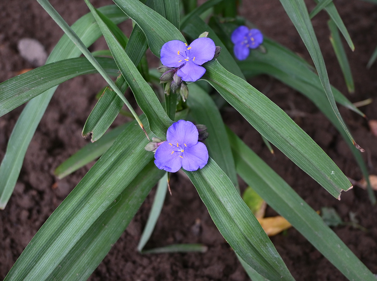 Изображение особи Tradescantia virginiana.