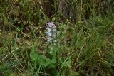 Salvia sclarea