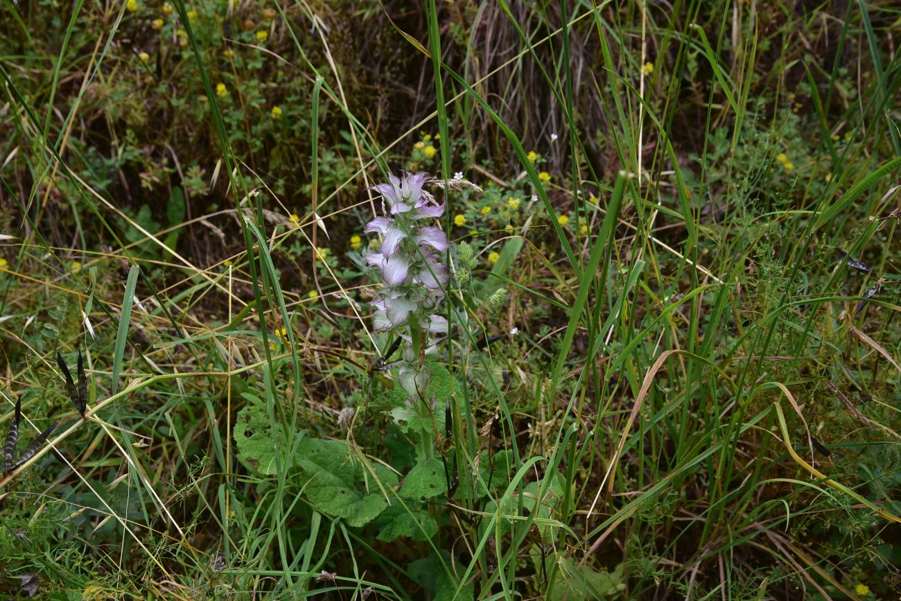 Image of Salvia sclarea specimen.
